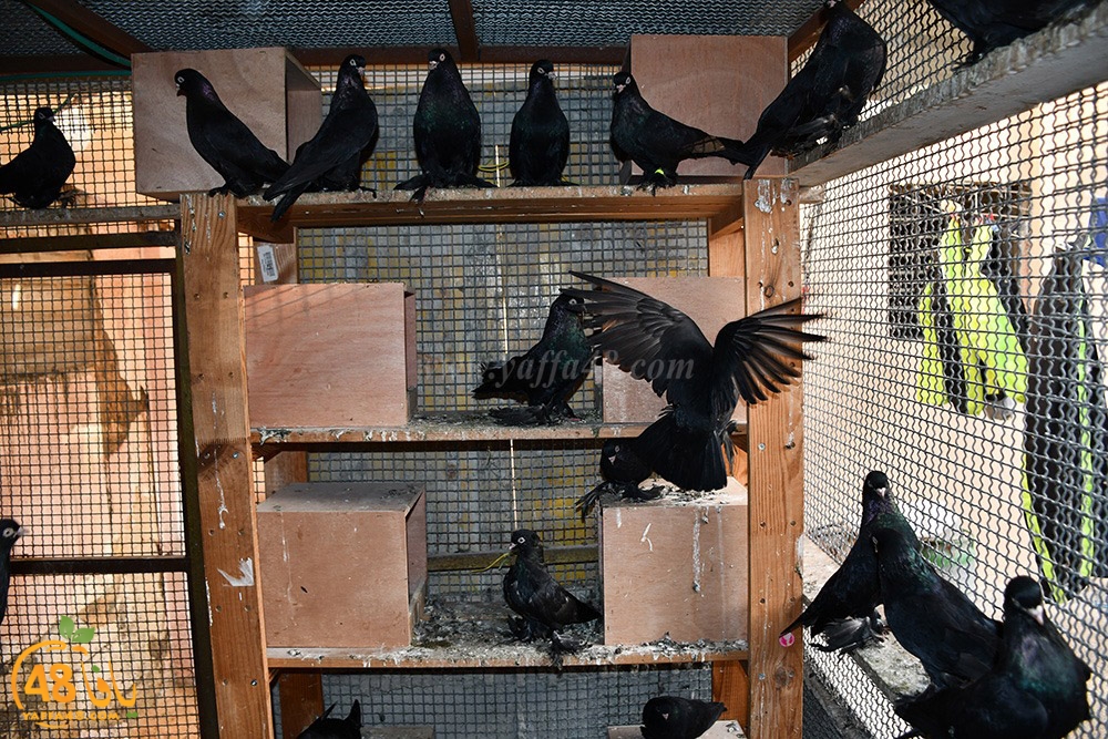 zohdi 3ashoor (79).jpeg